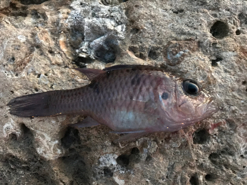 カスリイシモチの釣果