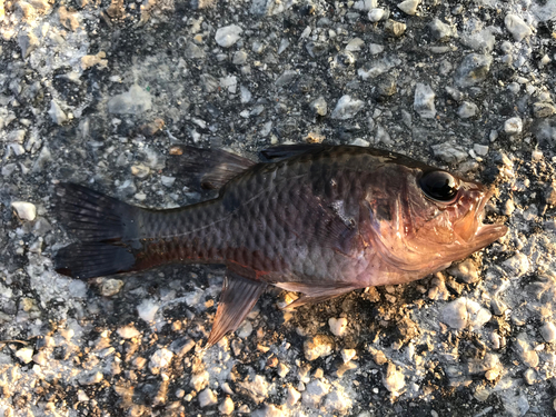 カスリイシモチの釣果