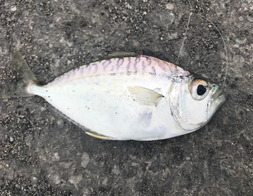 マサバの釣果