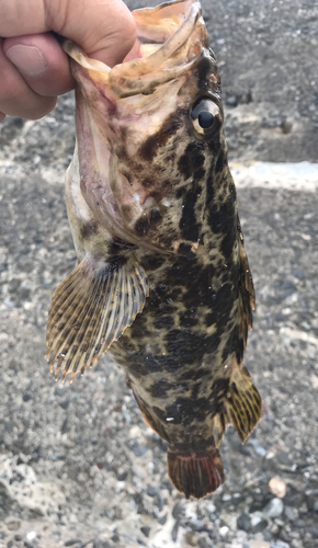 タケノコメバルの釣果