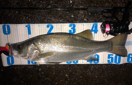 フッコ（ヒラスズキ）の釣果