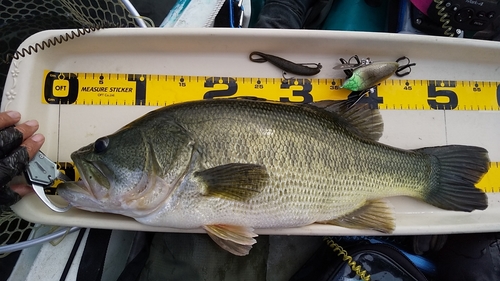 ブラックバスの釣果