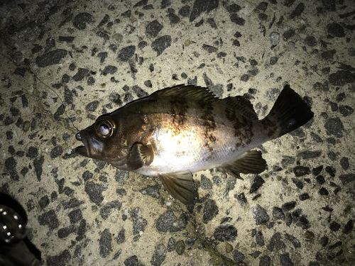 シロメバルの釣果