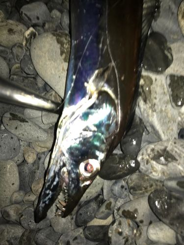 タチウオの釣果