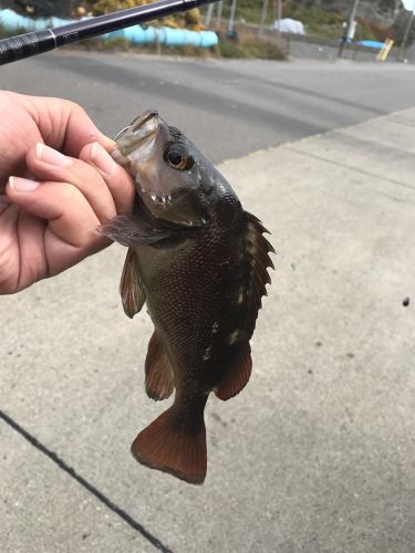 メバルの釣果