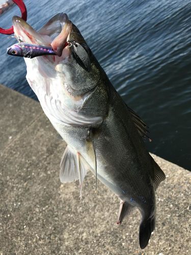 フッコ（マルスズキ）の釣果