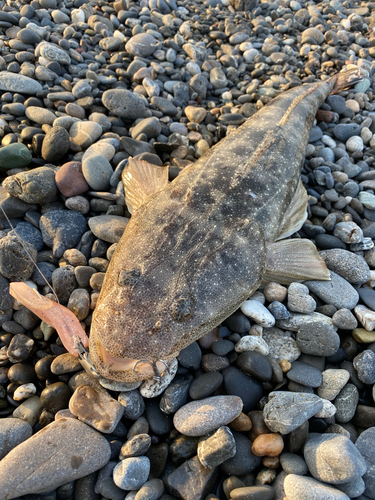 コチの釣果