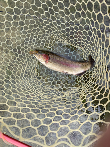 ニジマスの釣果