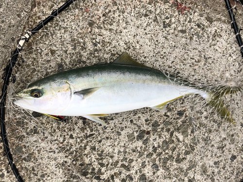 ハマチの釣果