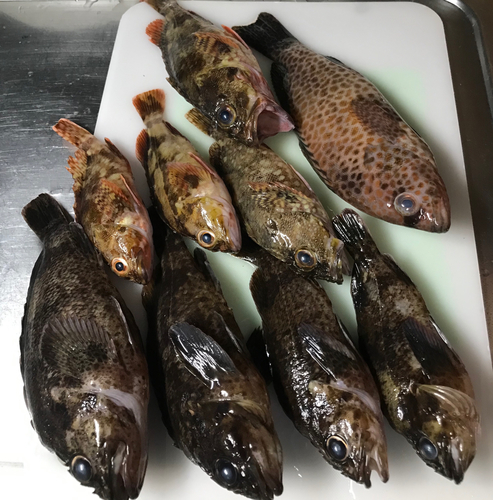 メバルの釣果