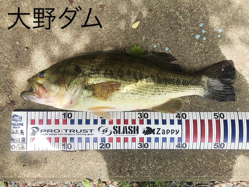 ブラックバスの釣果