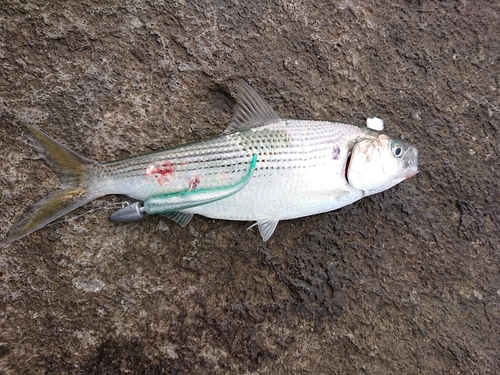 コノシロの釣果