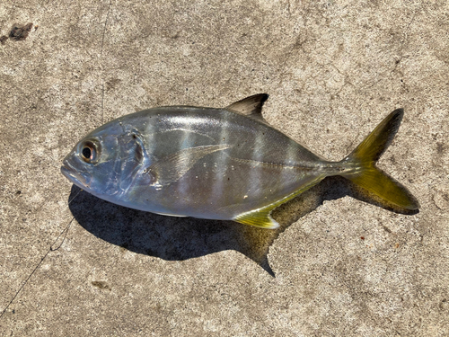 ギンガメアジの釣果