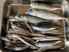 ウルメイワシの釣果