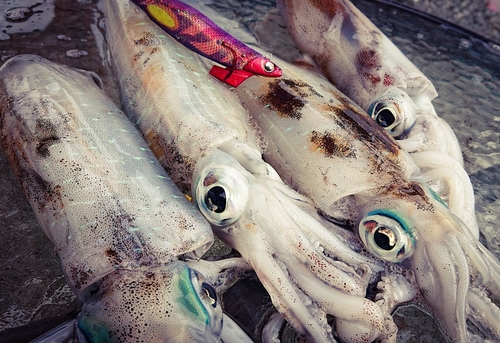 アオリイカの釣果