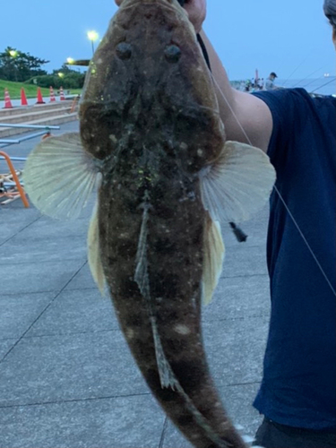 マゴチの釣果