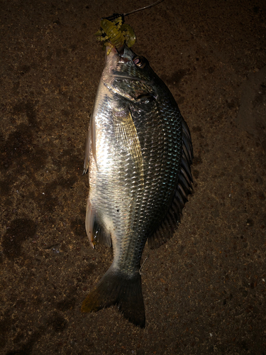 チヌの釣果