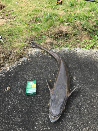 コバンザメの釣果