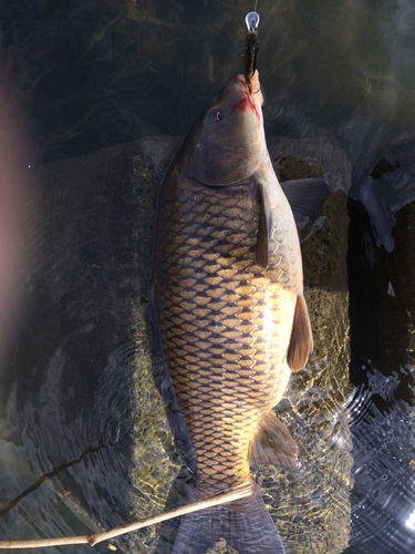 コイの釣果