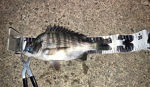 クロダイの釣果