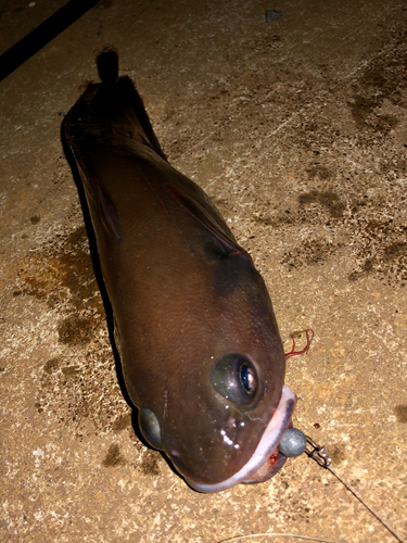 ドンコの釣果