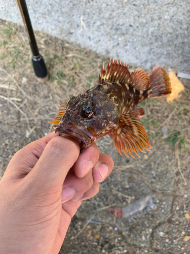 カサゴの釣果