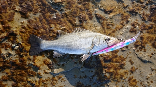 セイゴ（ヒラスズキ）の釣果