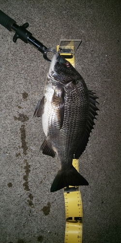 クロダイの釣果