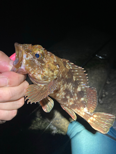 カサゴの釣果