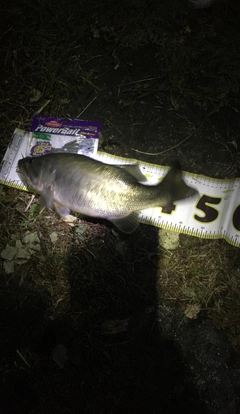 ブラックバスの釣果