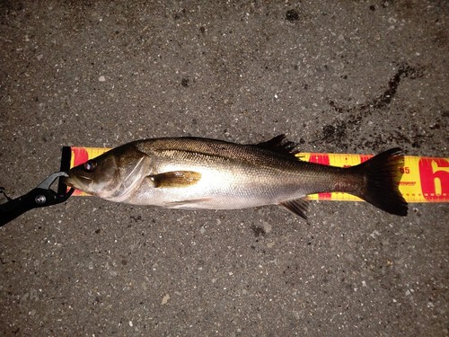 シーバスの釣果