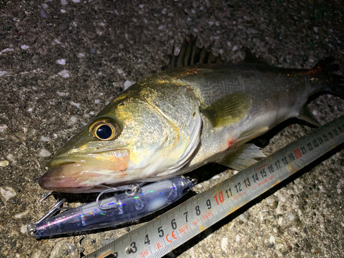 シーバスの釣果