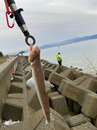 エソの釣果