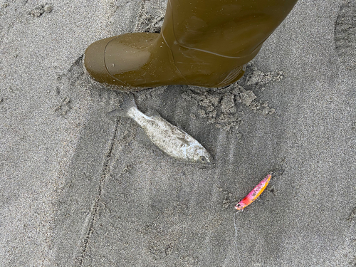 セイゴ（マルスズキ）の釣果