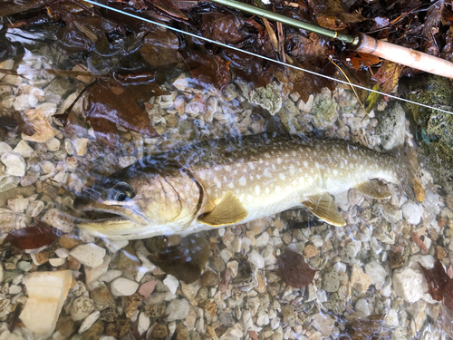 アメマスの釣果