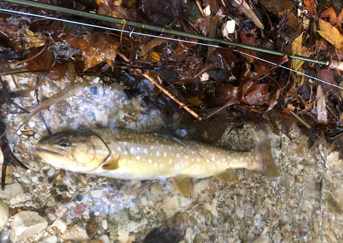 アメマスの釣果