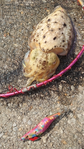 コウイカの釣果