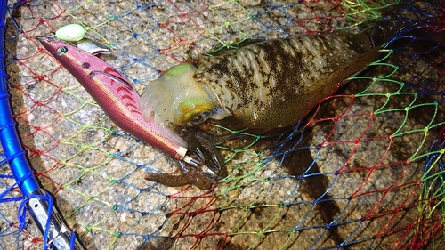 アオリイカの釣果