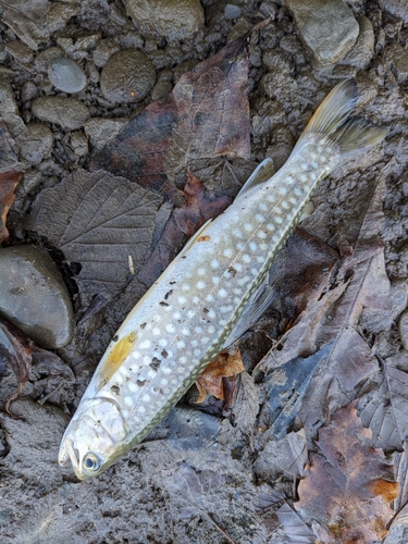 アメマスの釣果