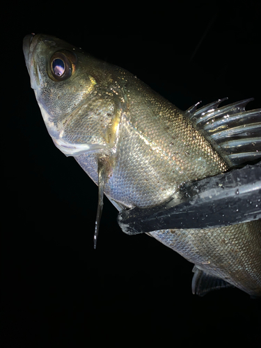 セイゴ（マルスズキ）の釣果