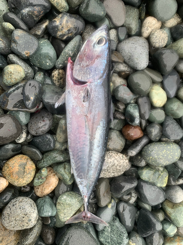 マルソウダの釣果