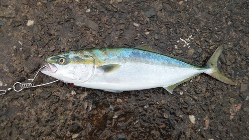 ハマチの釣果