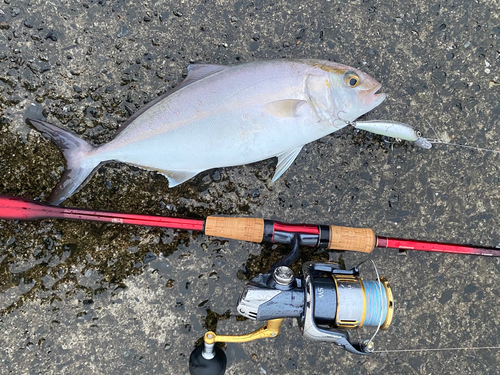 ショゴの釣果