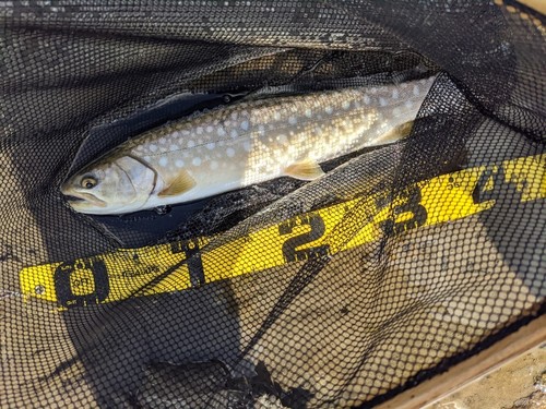 アメマスの釣果