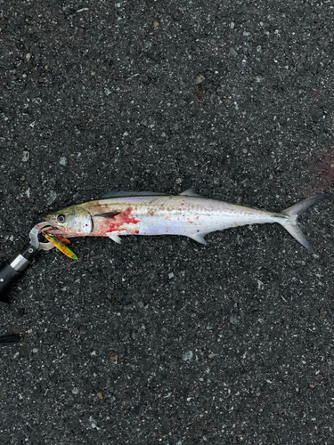 サゴシの釣果