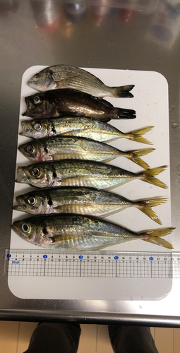 アジの釣果