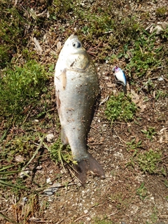 ヘラブナの釣果