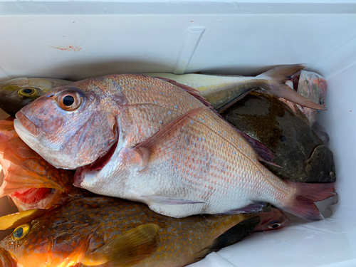 マダイの釣果