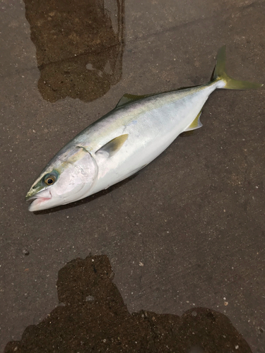 ハマチの釣果