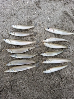 シロギスの釣果